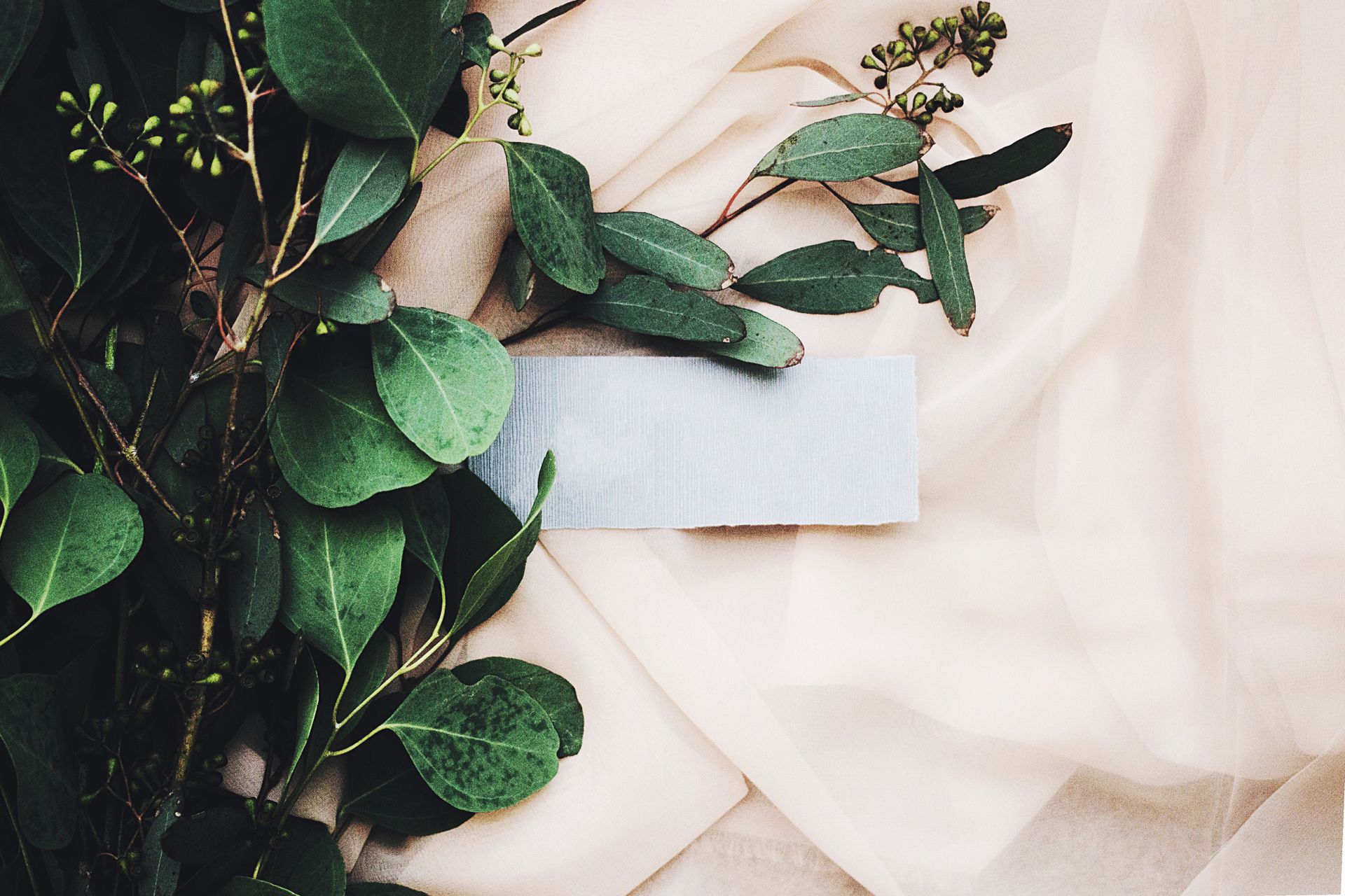 Best Indoor Plants